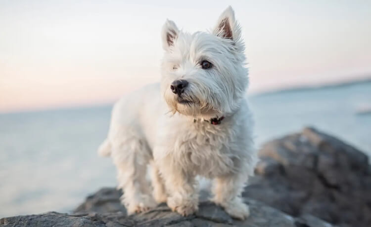 West Highland White Terrier